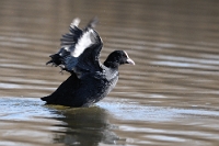 Fulica atra (folaga con ali aperte)